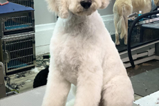 Groomed Pets