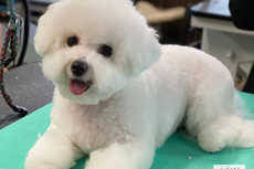 Groomed Pets