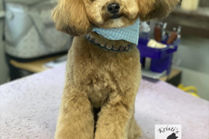 Groomed Pets